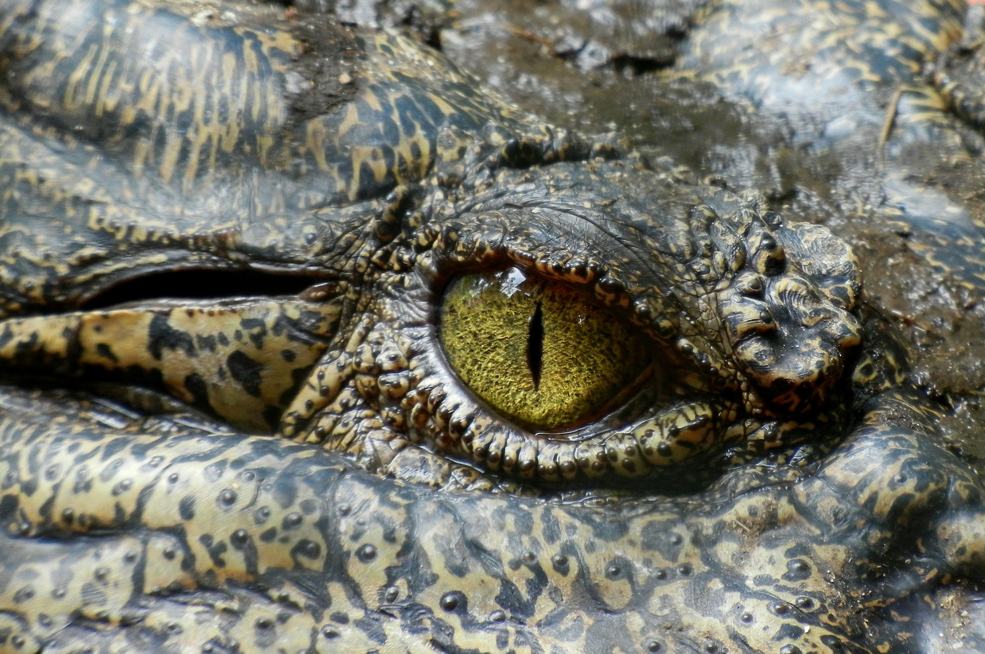 Crocodile Tears: Why Do We Use This Phrase? Origins, History & Meaning