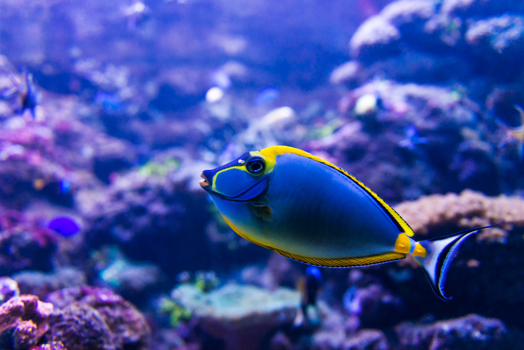 Blue fish in aquarium